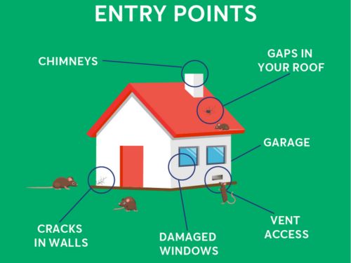 Roseville Rat Control