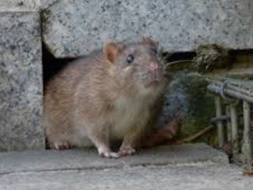 Rat Control in Warren