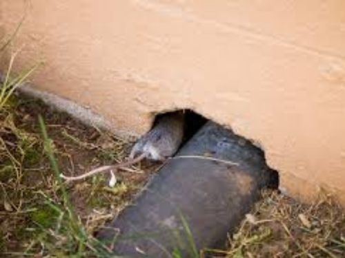 Roseville Mouse Control