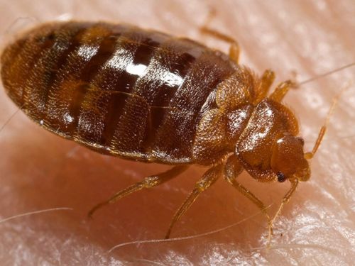 Shelby Township Spider Control