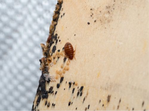 Bedbug Control in Warren