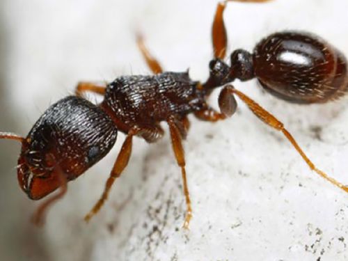 Ant Control in Warren