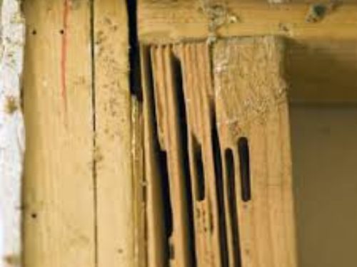 Mouse Control Warren