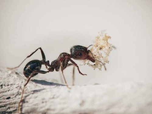 Spider Control Warren