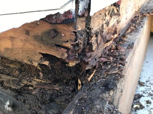 Roseville Termite Control