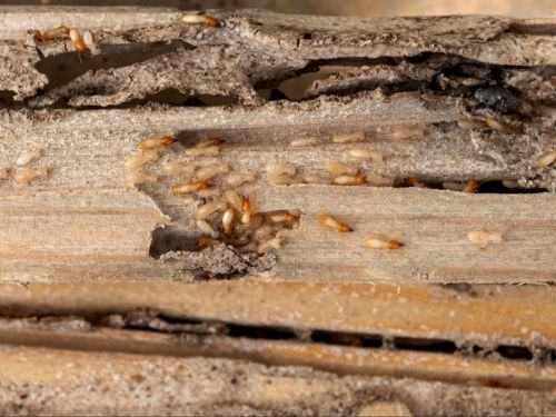 Termite Control in Warren