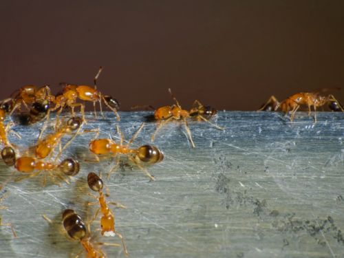 Flea Control in Warren