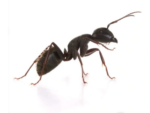 {{ custom_values.service_1 }} in {{custom_values.biz_area_1})