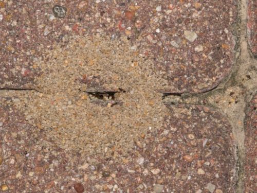 Spider Control in Warren