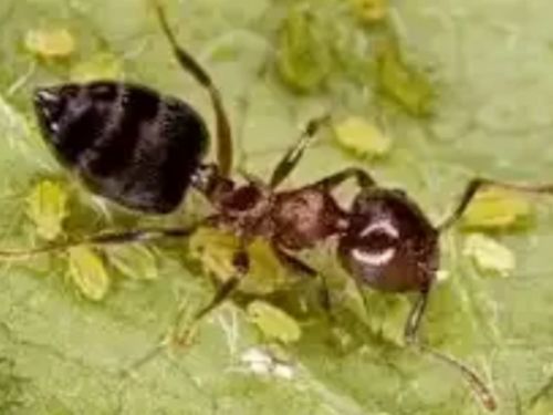 Bedbug Control in Warren