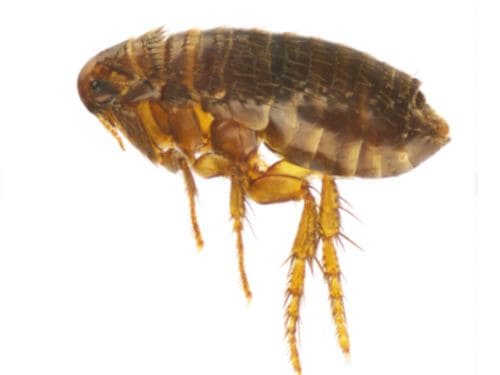 Flea Control in Warren