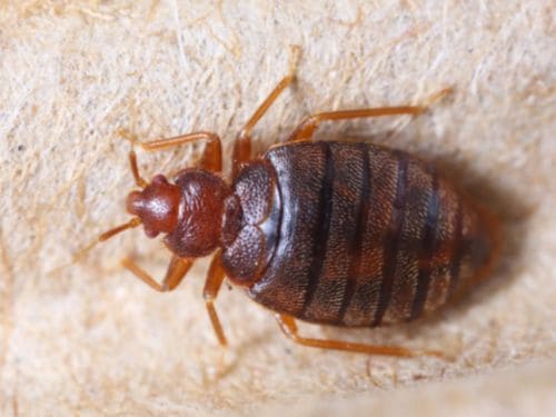 Rat Control in Warren