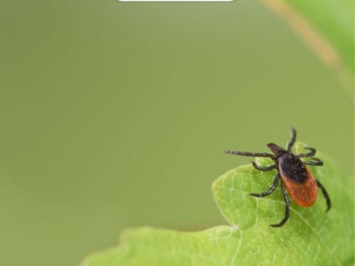Spider Control in Warren