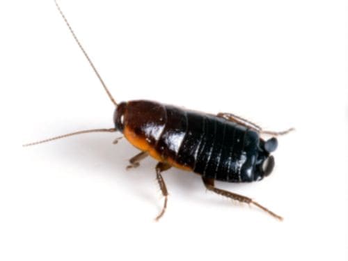 Spider Control in Warren