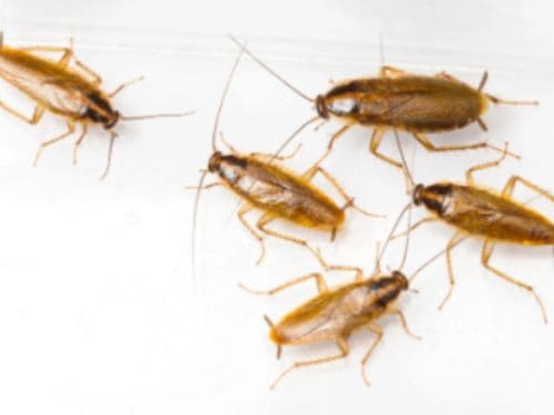 {{ custom_values.service_1 }} in {{custom_values.biz_area_1})