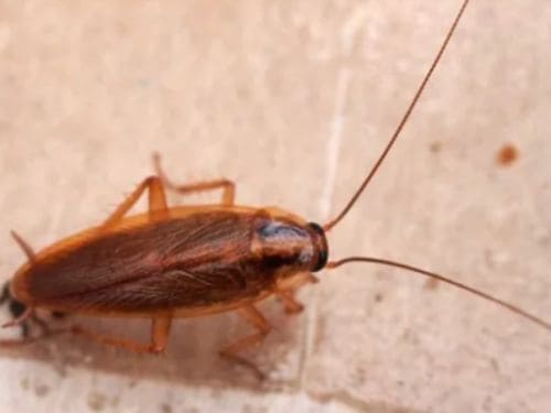 Flea Control in Warren