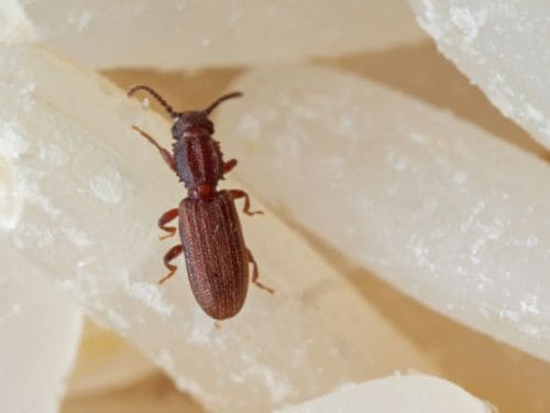 Rat Control in Warren