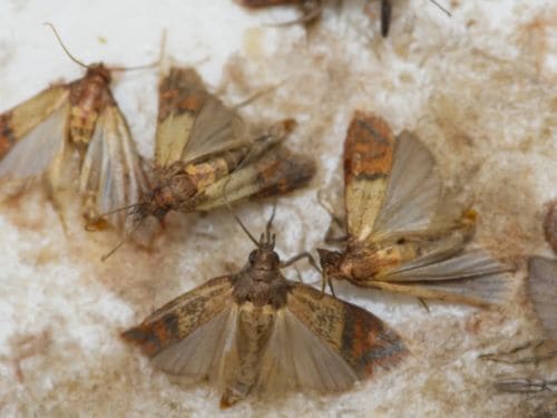 {{ custom_values.service_1 }} in {{custom_values.biz_area_1})