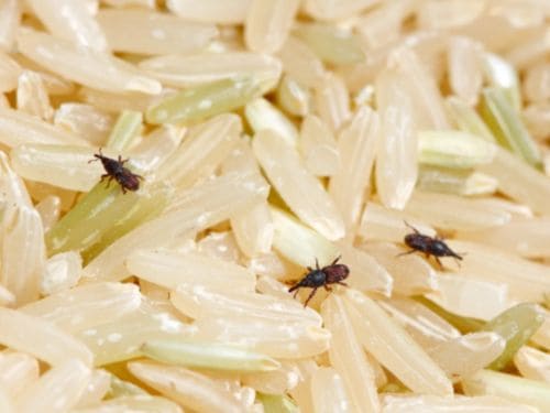 Spider Control in Warren