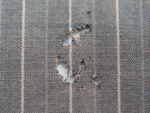 Flea Control in Warren