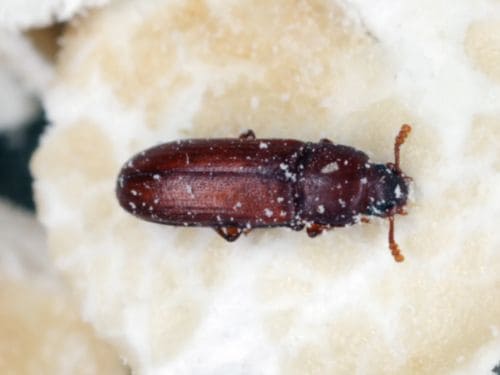 Bedbug Control in Warren