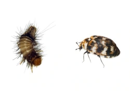 Ant Control in Warren