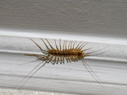 Rat Control in Warren