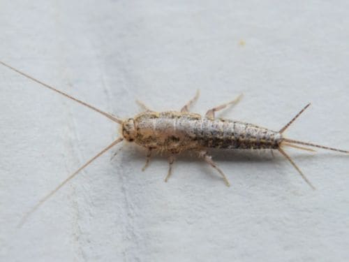 Flea Control in Warren