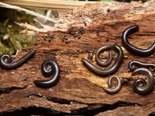 Spider Control in Warren