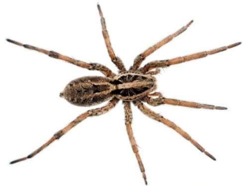 {{ custom_values.service_1 }} in {{custom_values.biz_area_1})