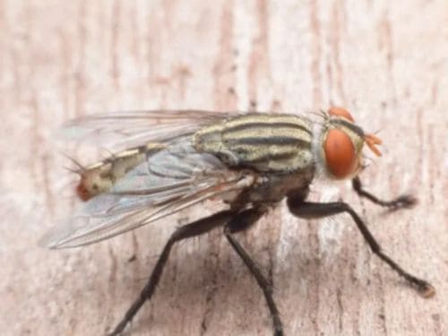 Bedbug Control in Warren