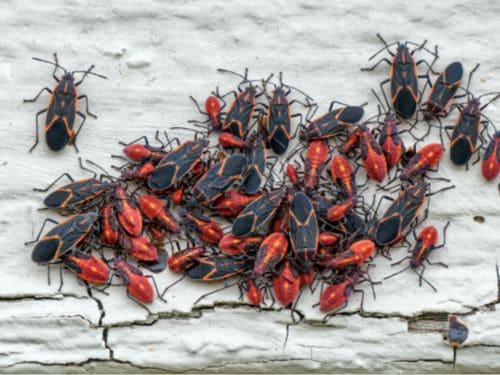 Rat Control in Warren