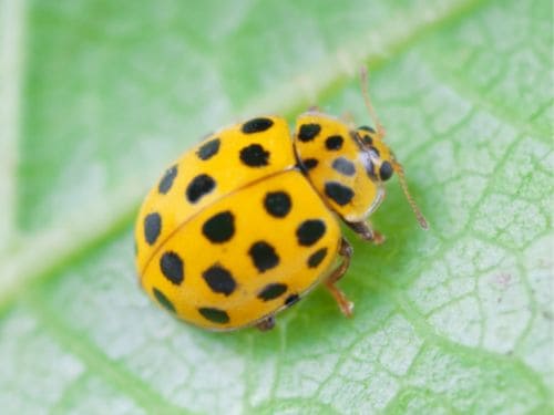 Spider Control in Warren