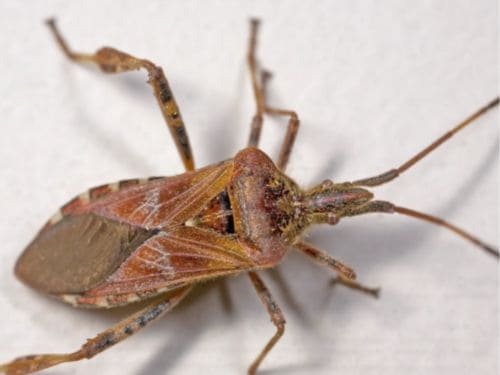 Flea Control in Warren