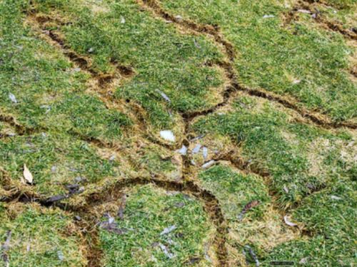 Flea Control in Warren