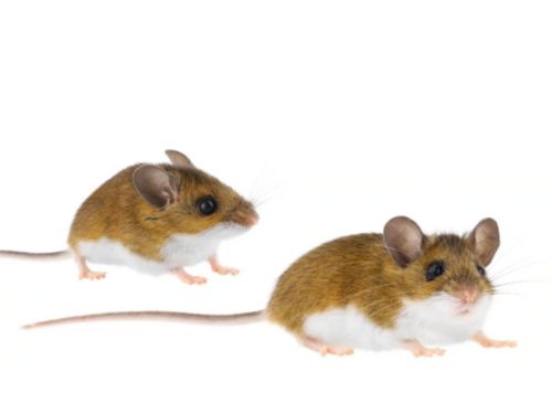 Spider Control in Warren