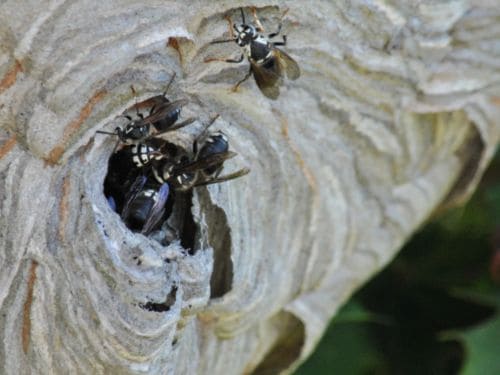Spider Control in Warren