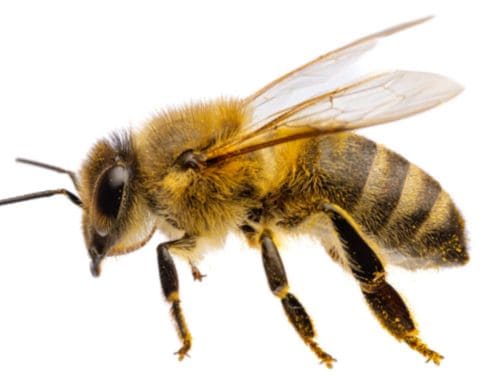 Flea Control in Warren