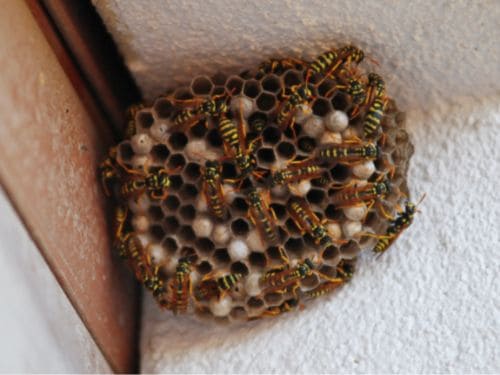 Rat Control in Warren