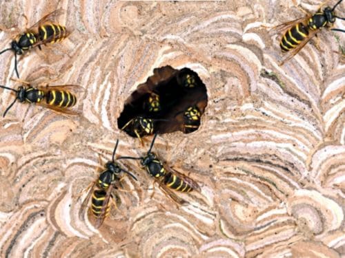 {{ custom_values.service_1 }} in {{custom_values.biz_area_1})