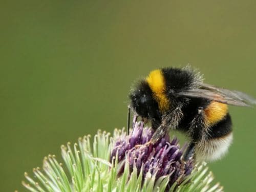 Bedbug Control in Warren