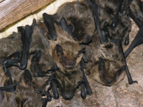 Bedbug Control in Warren