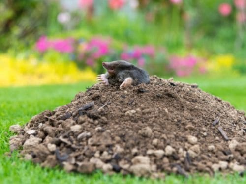 Ant Control in Warren