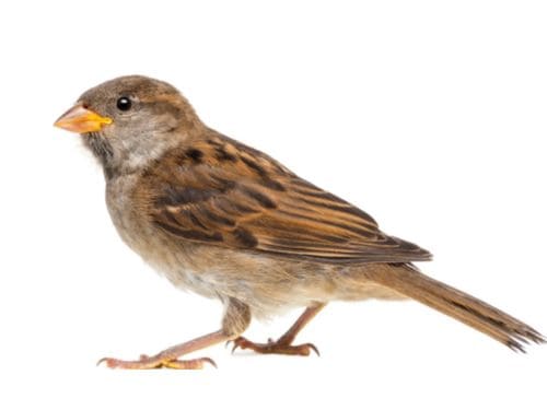 Spider Control in Warren