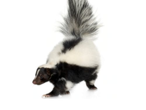 Flea Control in Warren