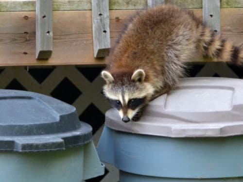 Rat Control in Warren