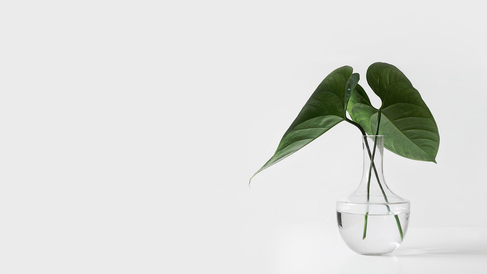 short plant.jpg
