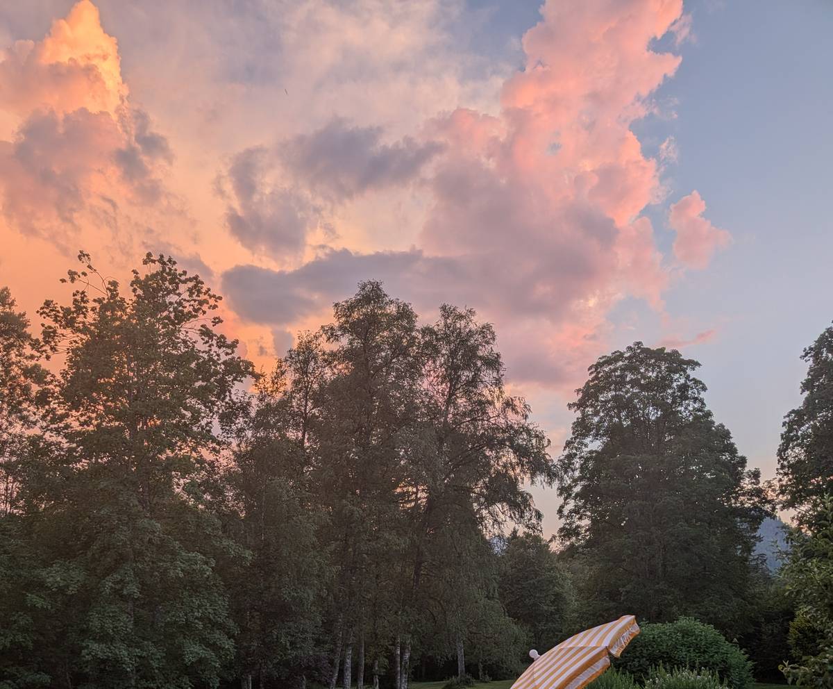 Evening light over the birches at the estate