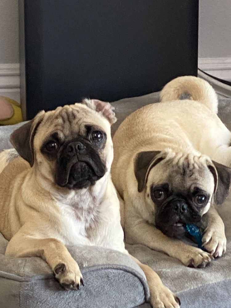 Pet gallery image 7