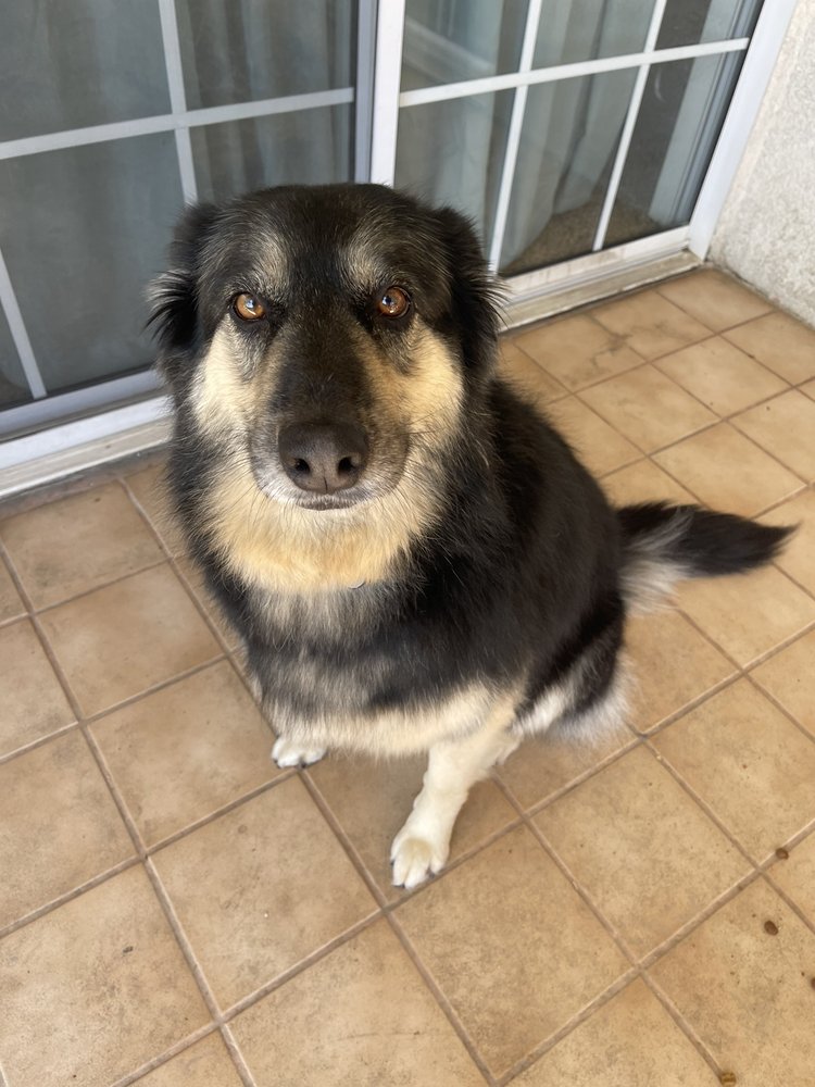 Pet gallery image 15